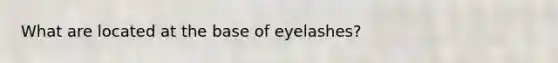 What are located at the base of eyelashes?