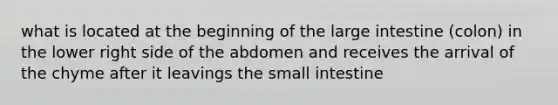 what is located at the beginning of the large intestine (colon) in the lower right side of the abdomen and receives the arrival of the chyme after it leavings the small intestine