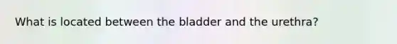 What is located between the bladder and the urethra?