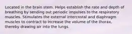 Located in the brain stem. Helps establish the rate and depth of breathing by sending out periodic impulses to the respiratory muscles. Stimulates the external intercostal and diaphragm muscles to contract to increase the volume of the thorax, thereby drawing air into the lungs.