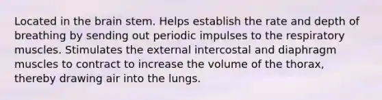 Located in the brain stem. Helps establish the rate and depth of breathing by sending out periodic impulses to the respiratory muscles. Stimulates the external intercostal and diaphragm muscles to contract to increase the volume of the thorax, thereby drawing air into the lungs.