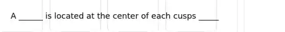 A ______ is located at the center of each cusps _____