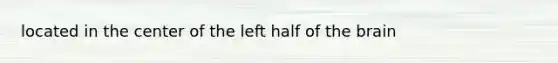 located in the center of the left half of the brain