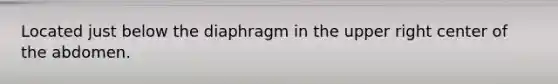 Located just below the diaphragm in the upper right center of the abdomen.