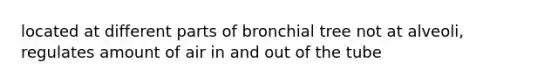 located at different parts of bronchial tree not at alveoli, regulates amount of air in and out of the tube