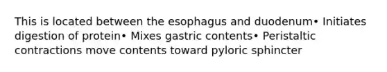 This is located between the esophagus and duodenum• Initiates digestion of protein• Mixes gastric contents• Peristaltic contractions move contents toward pyloric sphincter