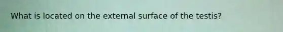 What is located on the external surface of the testis?