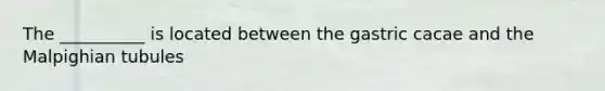The __________ is located between the gastric cacae and the Malpighian tubules