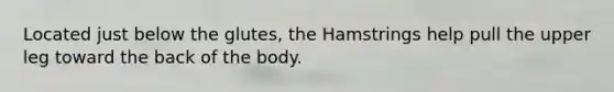 Located just below the glutes, the Hamstrings help pull the upper leg toward the back of the body.
