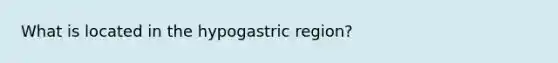 What is located in the hypogastric region?