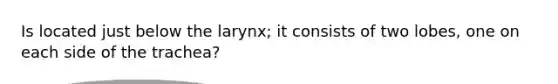 Is located just below the larynx; it consists of two lobes, one on each side of the trachea?