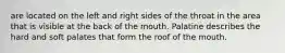 are located on the left and right sides of the throat in the area that is visible at the back of the mouth. Palatine describes the hard and soft palates that form the roof of the mouth.