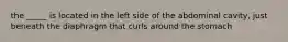 the _____ is located in the left side of the abdominal cavity, just beneath the diaphragm that curls around the stomach