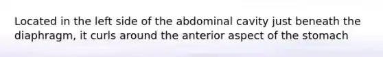 Located in the left side of the abdominal cavity just beneath the diaphragm, it curls around the anterior aspect of the stomach