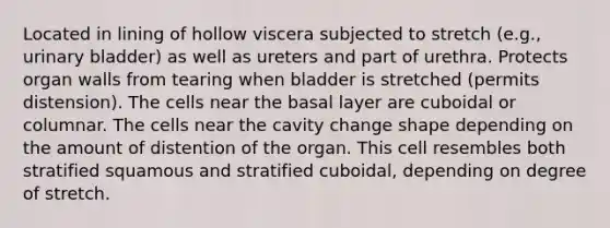 Located in lining of hollow viscera subjected to stretch (e.g., urinary bladder) as well as ureters and part of urethra. Protects organ walls from tearing when bladder is stretched (permits distension). The cells near the basal layer are cuboidal or columnar. The cells near the cavity change shape depending on the amount of distention of the organ. This cell resembles both stratified squamous and stratified cuboidal, depending on degree of stretch.