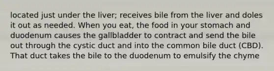 located just under the liver; receives bile from the liver and doles it out as needed. When you eat, the food in your stomach and duodenum causes the gallbladder to contract and send the bile out through the cystic duct and into the common bile duct (CBD). That duct takes the bile to the duodenum to emulsify the chyme