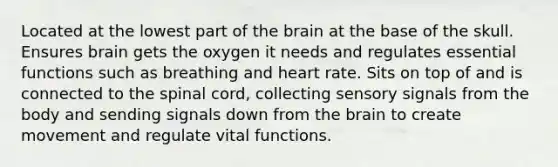 Located at the lowest part of the brain at the base of the skull. Ensures brain gets the oxygen it needs and regulates essential functions such as breathing and heart rate. Sits on top of and is connected to the spinal cord, collecting sensory signals from the body and sending signals down from the brain to create movement and regulate vital functions.