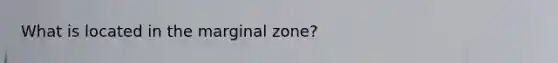 What is located in the marginal zone?