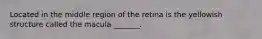 Located in the middle region of the retina is the yellowish structure called the macula _______.