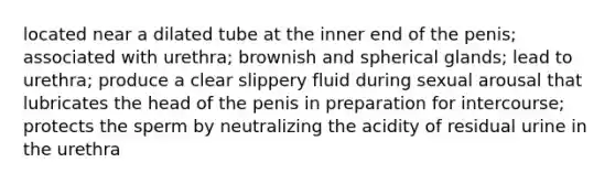 located near a dilated tube at the inner end of the penis; associated with urethra; brownish and spherical glands; lead to urethra; produce a clear slippery fluid during sexual arousal that lubricates the head of the penis in preparation for intercourse; protects the sperm by neutralizing the acidity of residual urine in the urethra