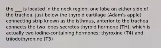 the ___ is located in the neck region, one lobe on either side of the trachea, just below the thyroid cartilage (Adam's apple) connecting strip known as the isthmus, anterior to the trachea connects the two lobes secretes thyroid hormone (TH), which is actually two iodine-containing hormones: thyroxine (T4) and triiodothyronine (T3)