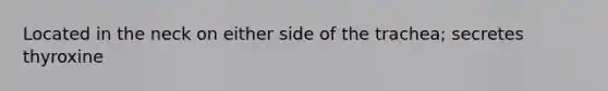 Located in the neck on either side of the trachea; secretes thyroxine