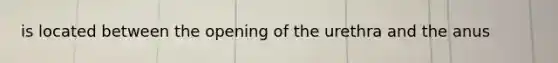 is located between the opening of the urethra and the anus