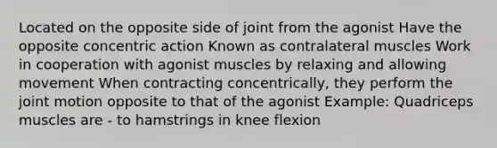 Located on the opposite side of joint from the agonist Have the opposite concentric action Known as contralateral muscles Work in cooperation with agonist muscles by relaxing and allowing movement When contracting concentrically, they perform the joint motion opposite to that of the agonist Example: Quadriceps muscles are - to hamstrings in knee flexion