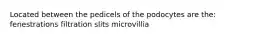 Located between the pedicels of the podocytes are the: fenestrations filtration slits microvillia