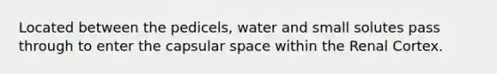 Located between the pedicels, water and small solutes pass through to enter the capsular space within the Renal Cortex.