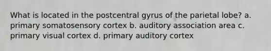 What is located in the postcentral gyrus of the parietal lobe? a. primary somatosensory cortex b. auditory association area c. primary visual cortex d. primary auditory cortex