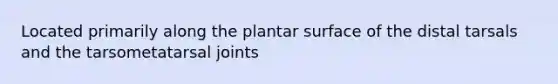 Located primarily along the plantar surface of the distal tarsals and the tarsometatarsal joints