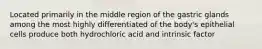 Located primarily in the middle region of the gastric glands among the most highly differentiated of the body's epithelial cells produce both hydrochloric acid and intrinsic factor