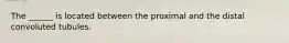 The ______ is located between the proximal and the distal convoluted tubules.