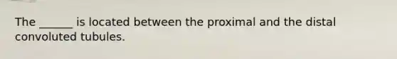 The ______ is located between the proximal and the distal convoluted tubules.