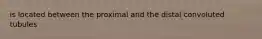 is located between the proximal and the distal convoluted tubules