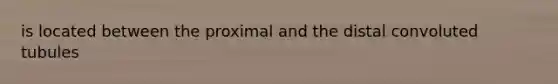 is located between the proximal and the distal convoluted tubules