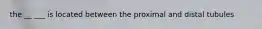 the __ ___ is located between the proximal and distal tubules