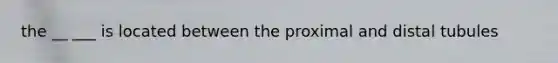 the __ ___ is located between the proximal and distal tubules