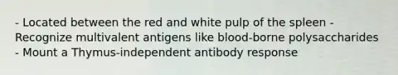 - Located between the red and white pulp of the spleen - Recognize multivalent antigens like blood-borne polysaccharides - Mount a Thymus-independent antibody response