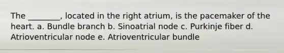 The ________, located in the right atrium, is the pacemaker of <a href='https://www.questionai.com/knowledge/kya8ocqc6o-the-heart' class='anchor-knowledge'>the heart</a>. a. Bundle branch b. Sinoatrial node c. Purkinje fiber d. Atrioventricular node e. Atrioventricular bundle