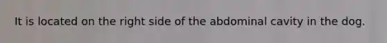 It is located on the right side of the abdominal cavity in the dog.