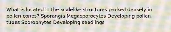 What is located in the scalelike structures packed densely in pollen cones? Sporangia Megasporocytes Developing pollen tubes Sporophytes Developing seedlings