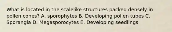 What is located in the scalelike structures packed densely in pollen cones? A. sporophytes B. Developing pollen tubes C. Sporangia D. Megasporocytes E. Developing seedlings
