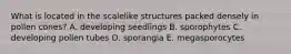 What is located in the scalelike structures packed densely in pollen cones? A. developing seedlings B. sporophytes C. developing pollen tubes D. sporangia E. megasporocytes