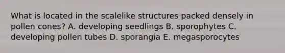 What is located in the scalelike structures packed densely in pollen cones? A. developing seedlings B. sporophytes C. developing pollen tubes D. sporangia E. megasporocytes