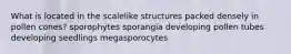 What is located in the scalelike structures packed densely in pollen cones? sporophytes sporangia developing pollen tubes developing seedlings megasporocytes