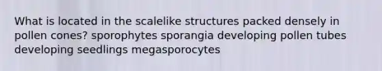 What is located in the scalelike structures packed densely in pollen cones? sporophytes sporangia developing pollen tubes developing seedlings megasporocytes