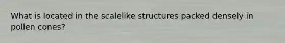 What is located in the scalelike structures packed densely in pollen cones?