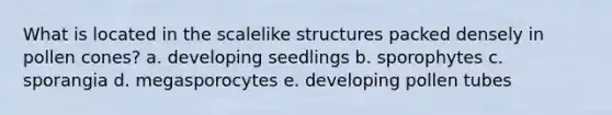 What is located in the scalelike structures packed densely in pollen cones? a. developing seedlings b. sporophytes c. sporangia d. megasporocytes e. developing pollen tubes